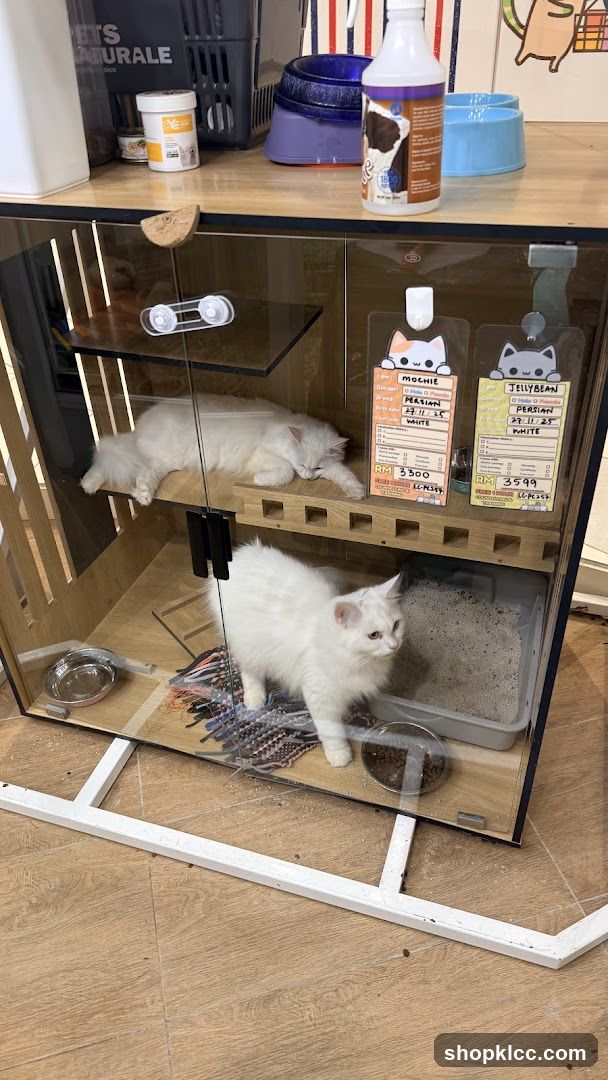 Cat enclosure with two white cats