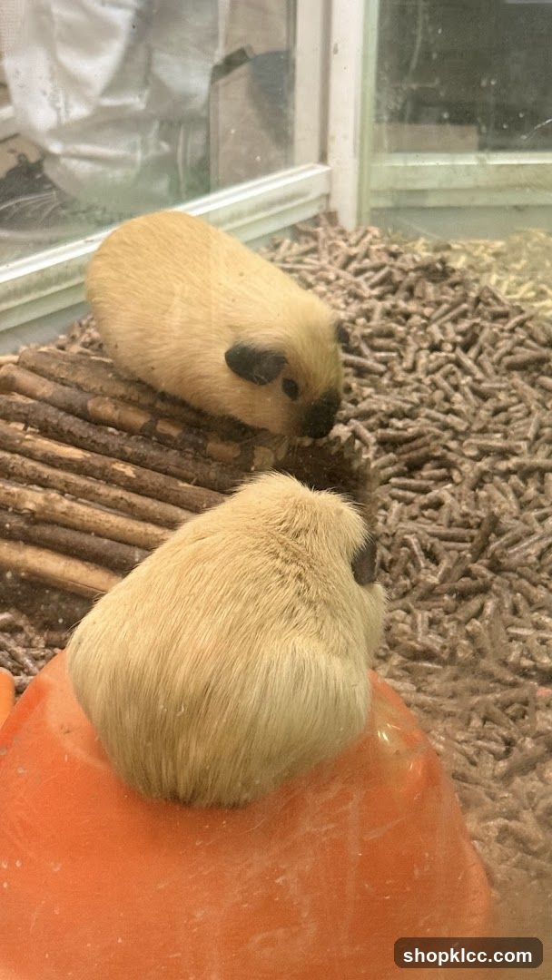 Two Guinea Pigs in Enclosure