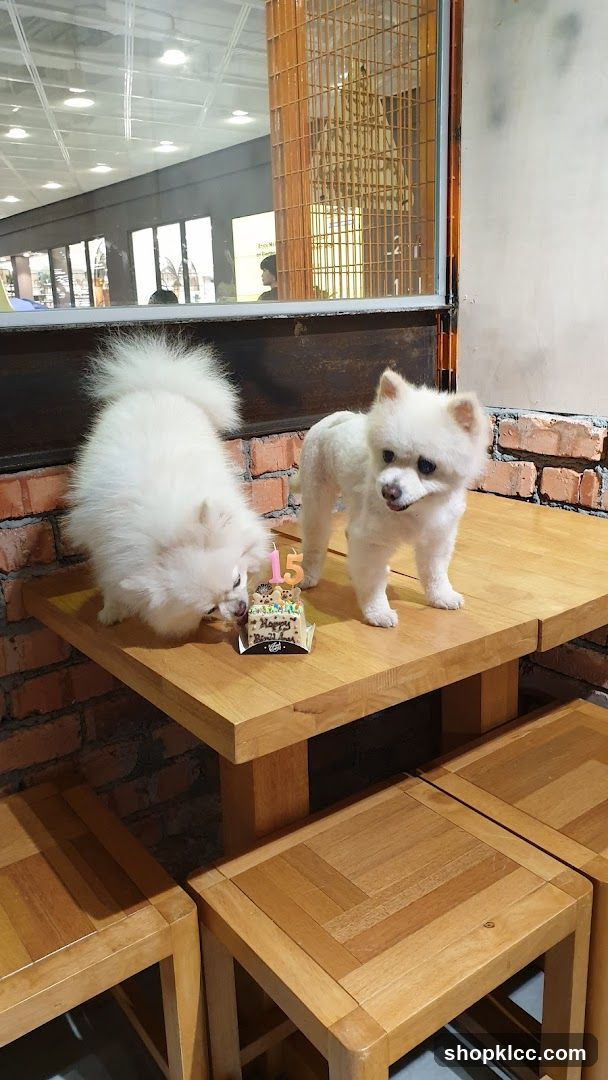 Blink Pets Bakery (Pet Safari)