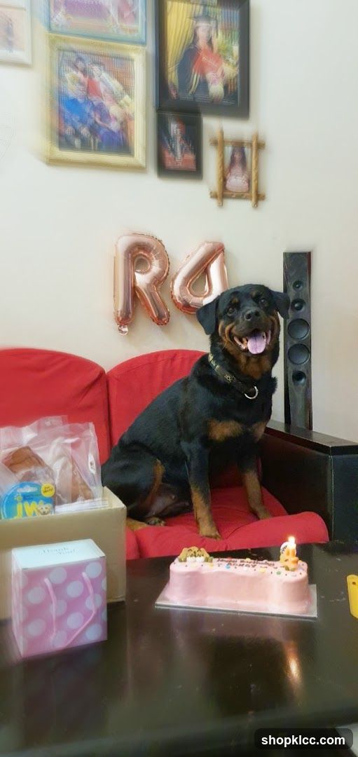 Dog Birthday Party