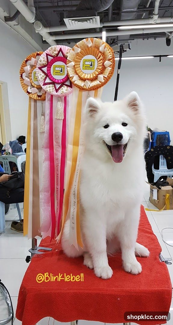 White Samoyed Dog with Ribbons