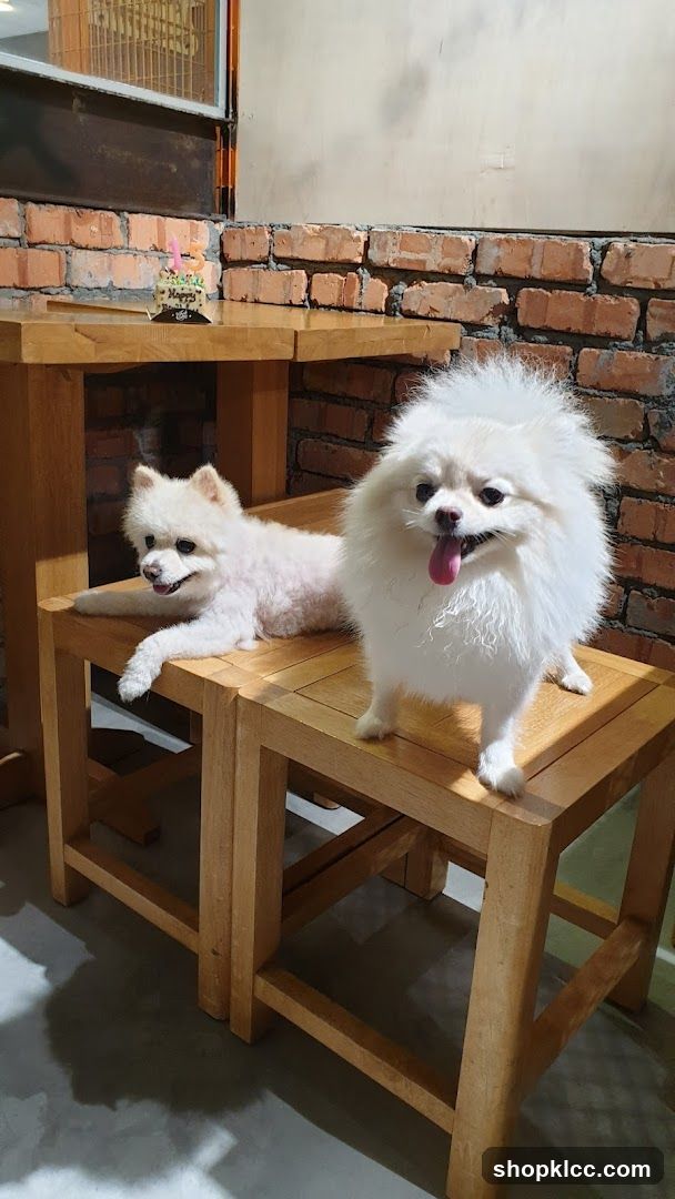 Two fluffy white dogs on wooden stools