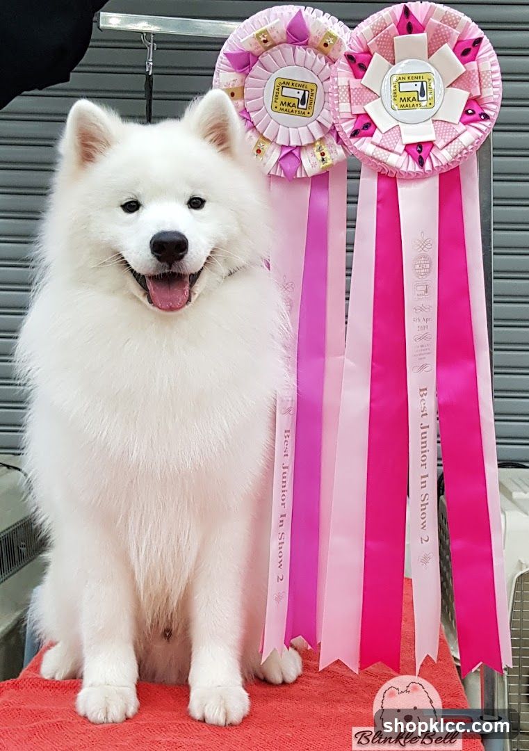Samoyed with ribbons