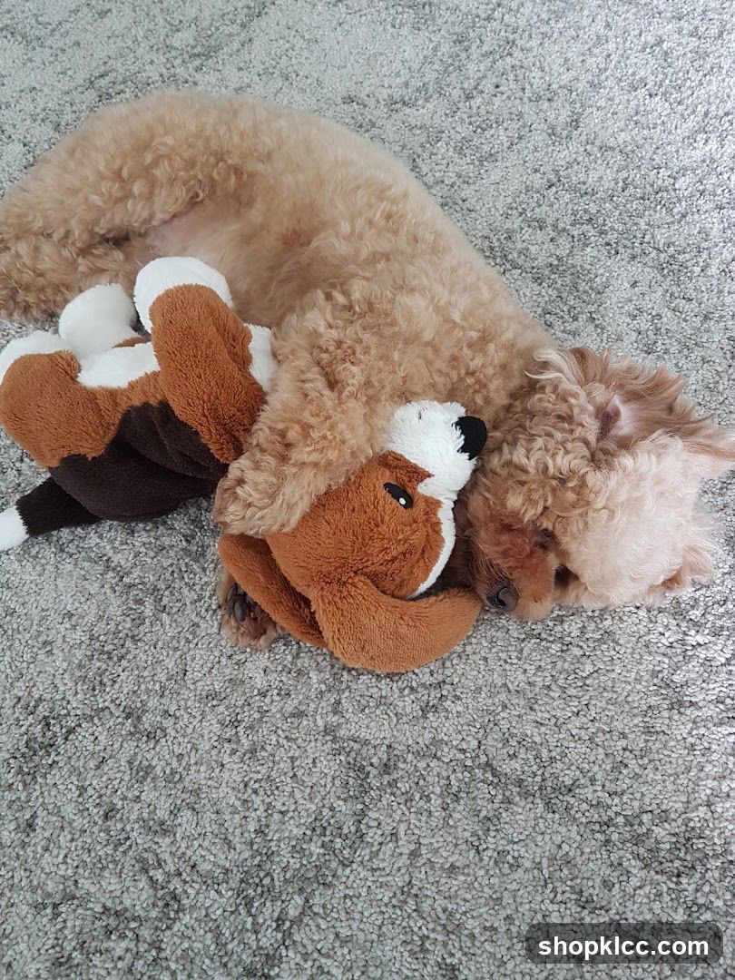 Dog and Toy on Carpet