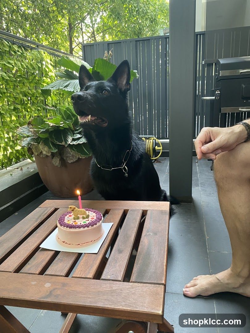 Dog Celebrating Birthday on Patio