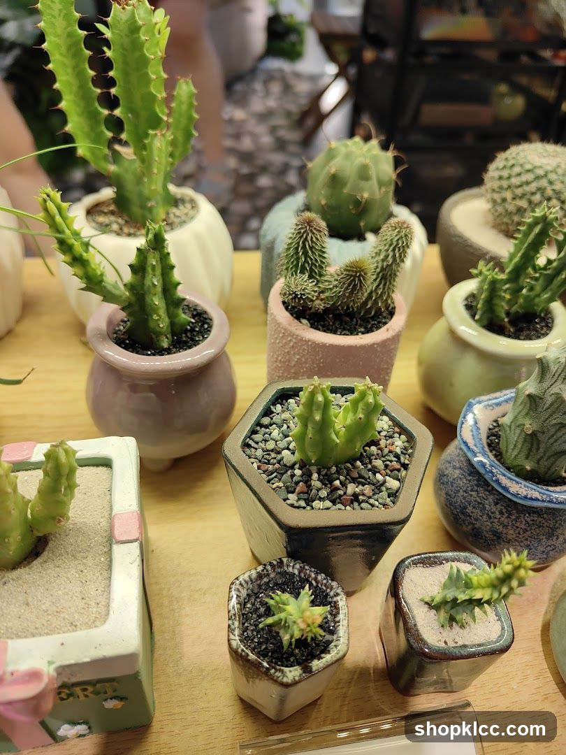 Little Eden Succulents KL Store