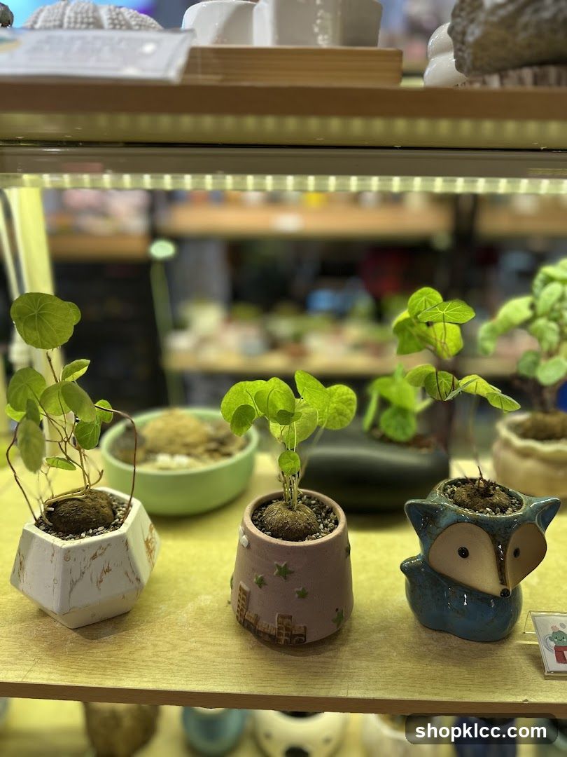 Little Eden Succulents KL Store