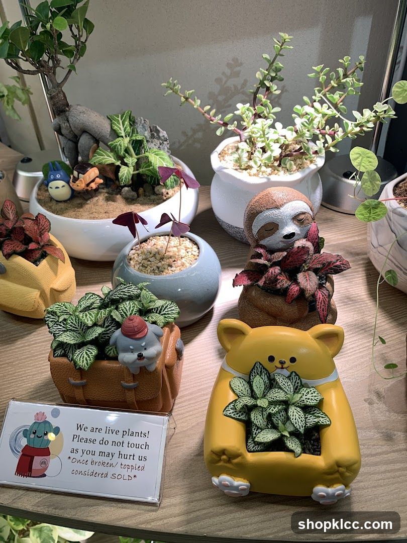 Decorative Planters Display