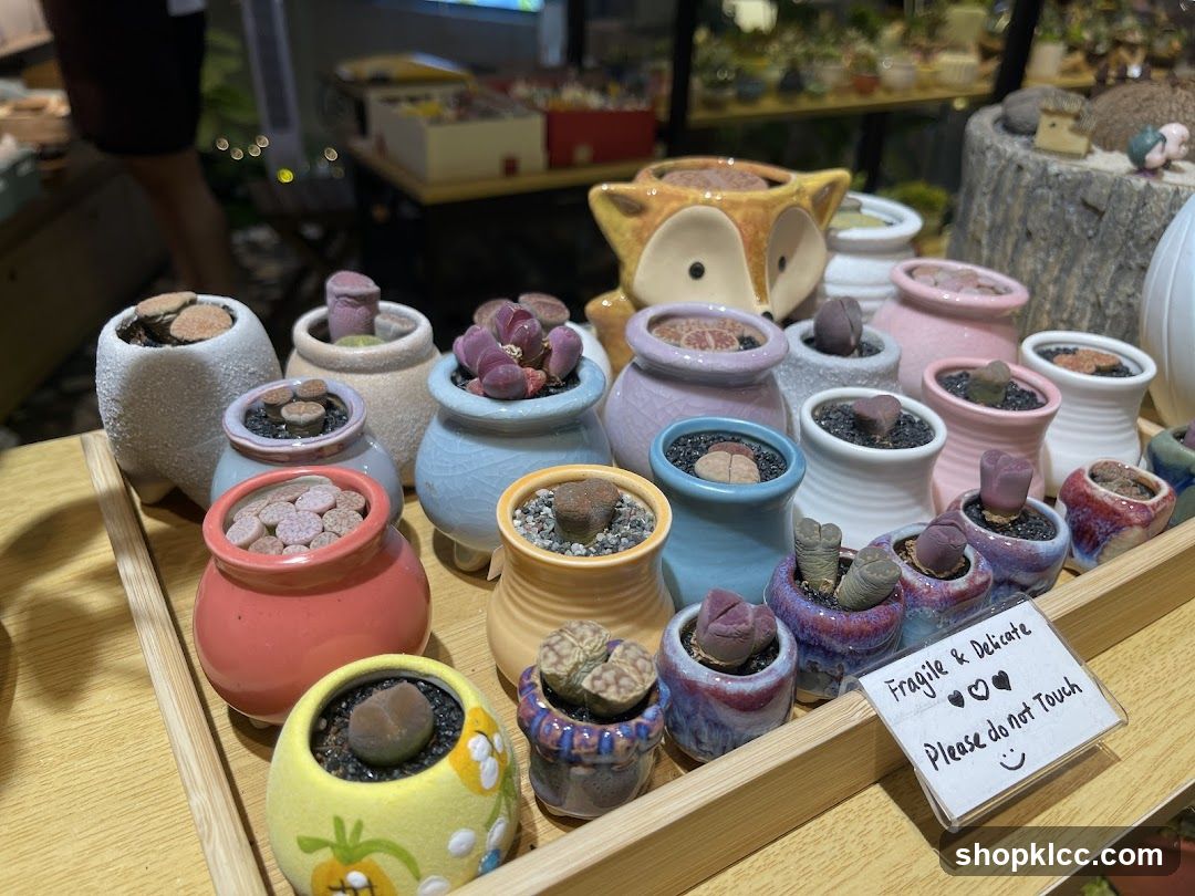 succulent display