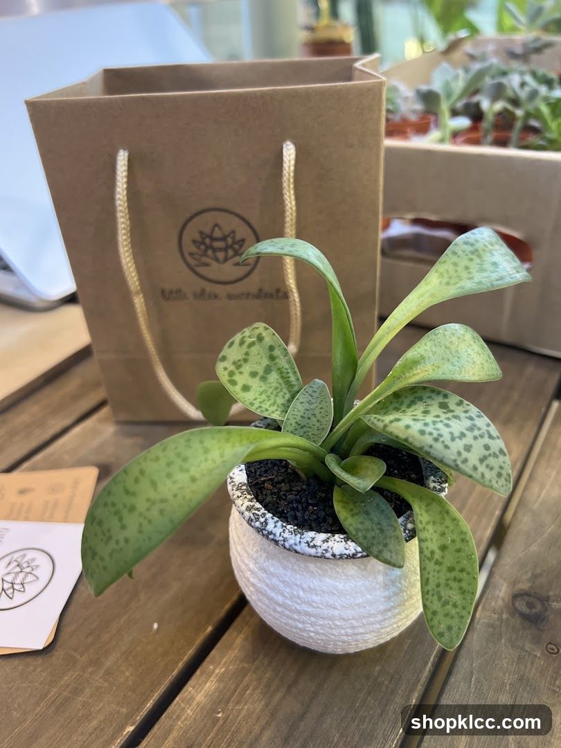 Succulent Plant with Shopping Bag