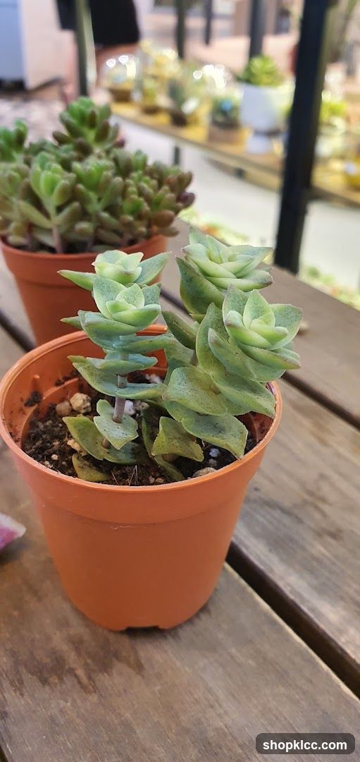Succulent Plants in Orange Pots