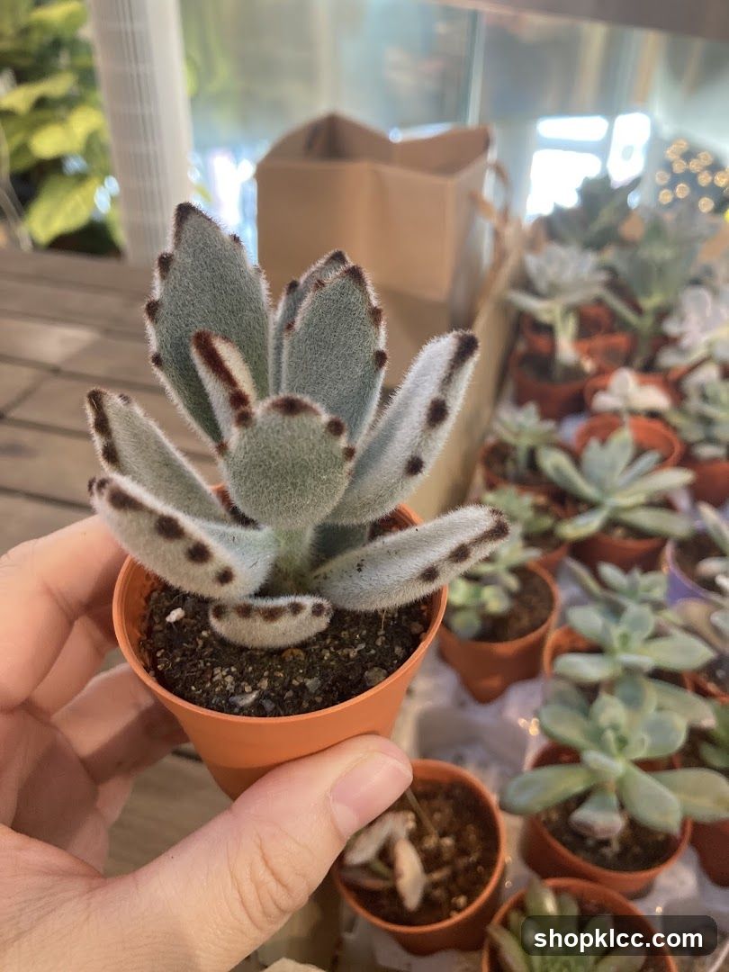 Succulent Plant Display