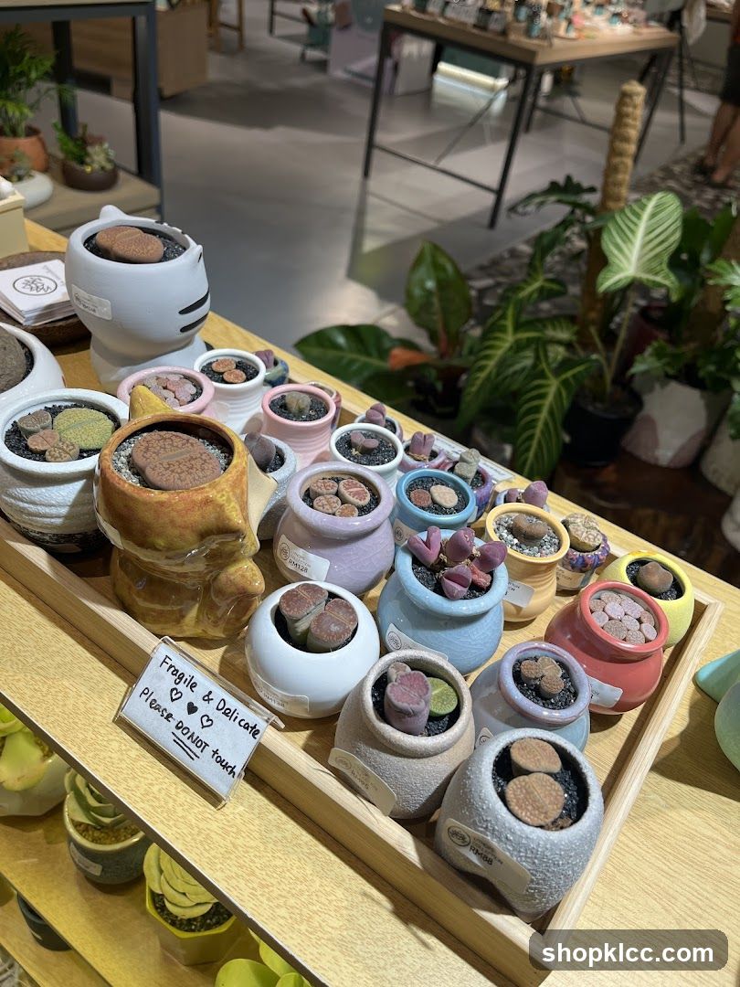 Cactus Display in Store