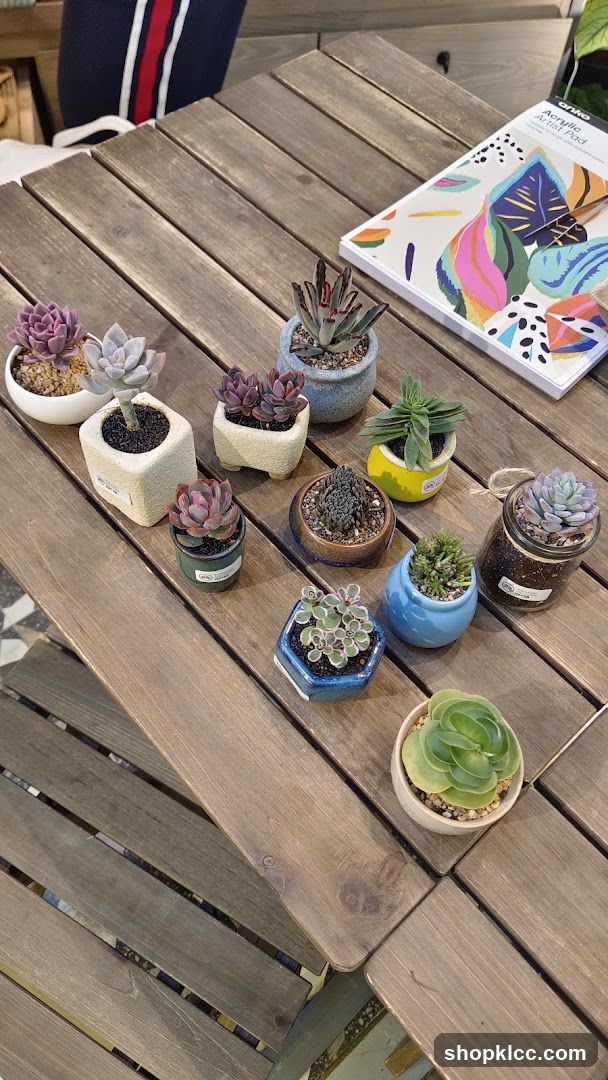 Succulent Plants on Wooden Table