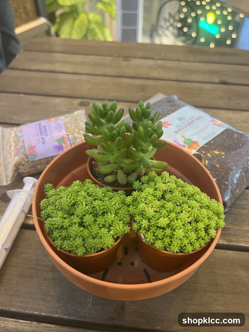 Succulent Plants on Wooden Table