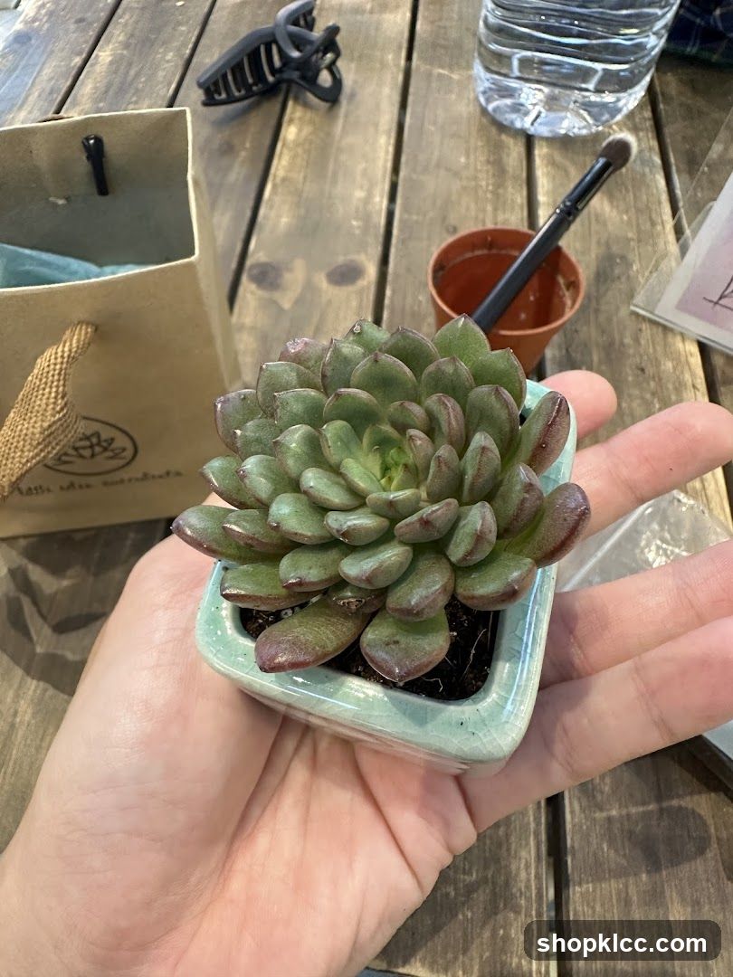 Succulent Plant in Hand