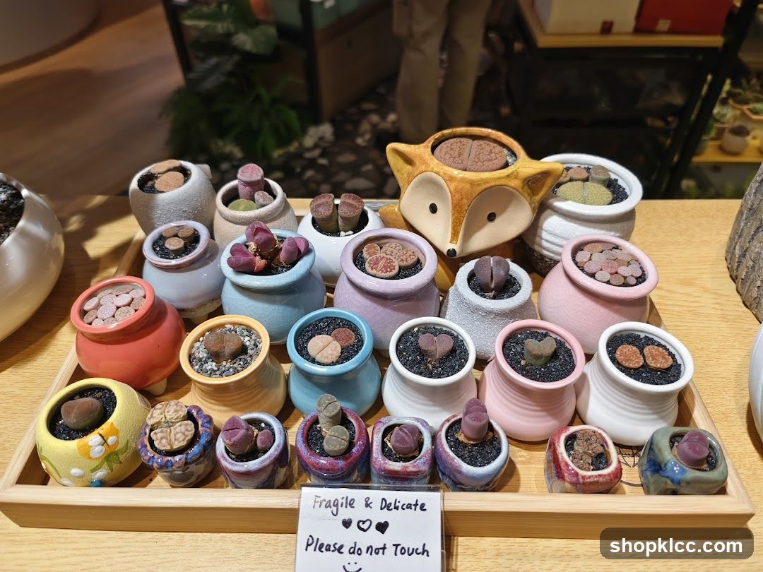 Succulent Display