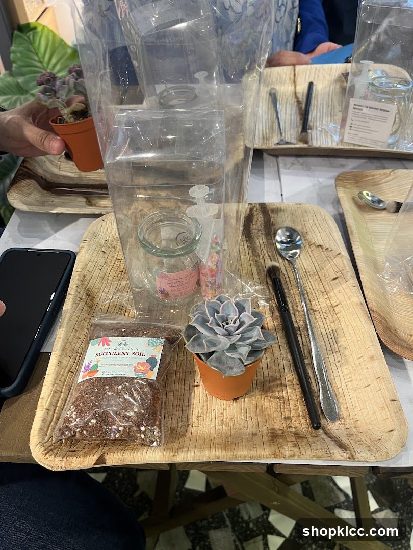 Succulent Planting Kit