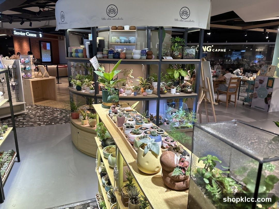 Indoor Plant and Succulent Display