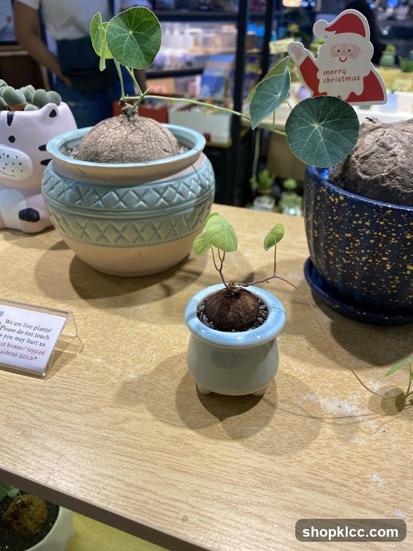Indoor Plant Display