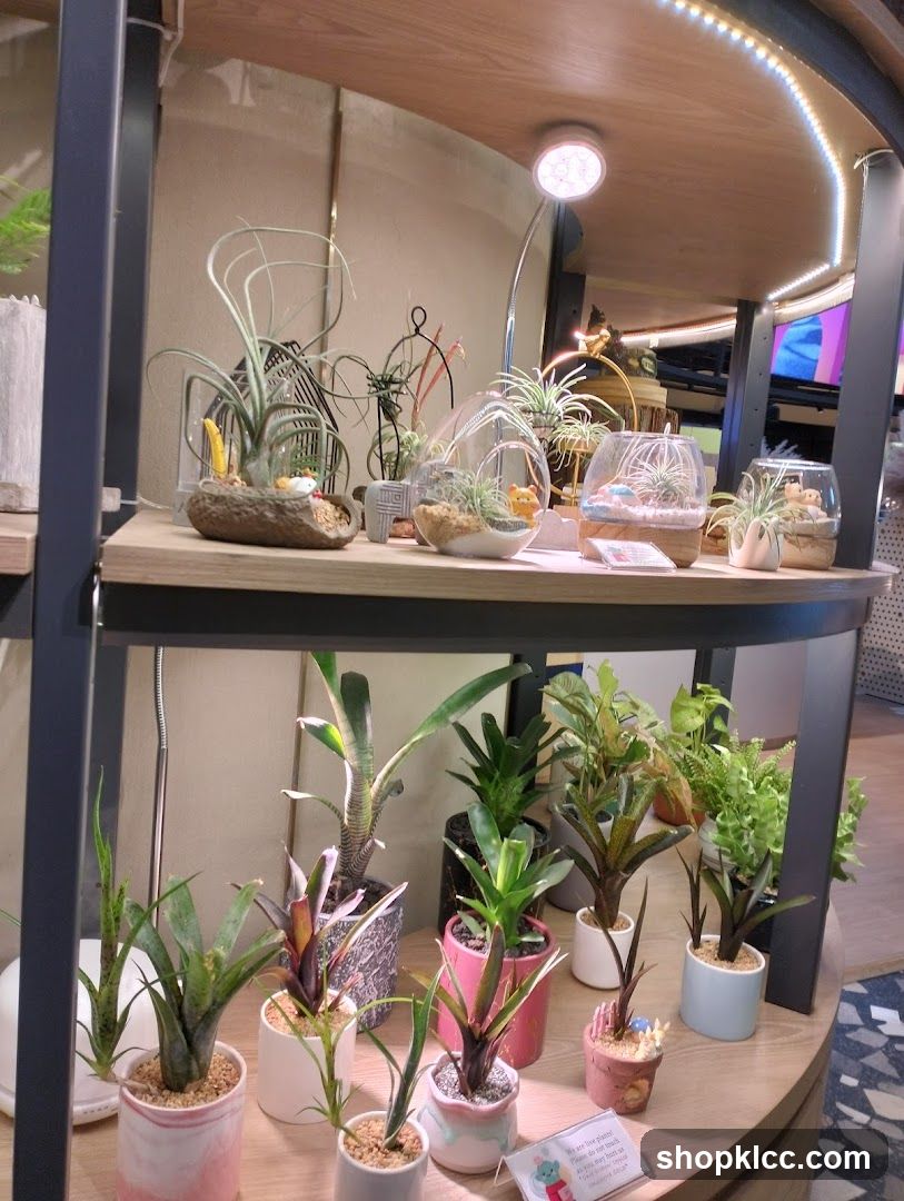Indoor Plant Display Shelf