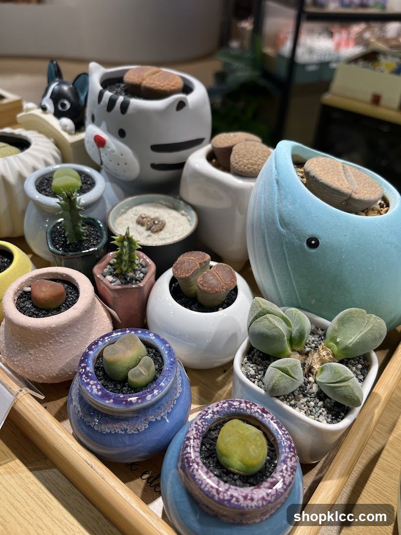 Succulent Collection Display