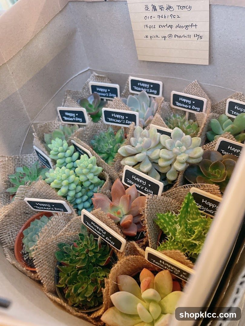 Succulent Gift Set Display