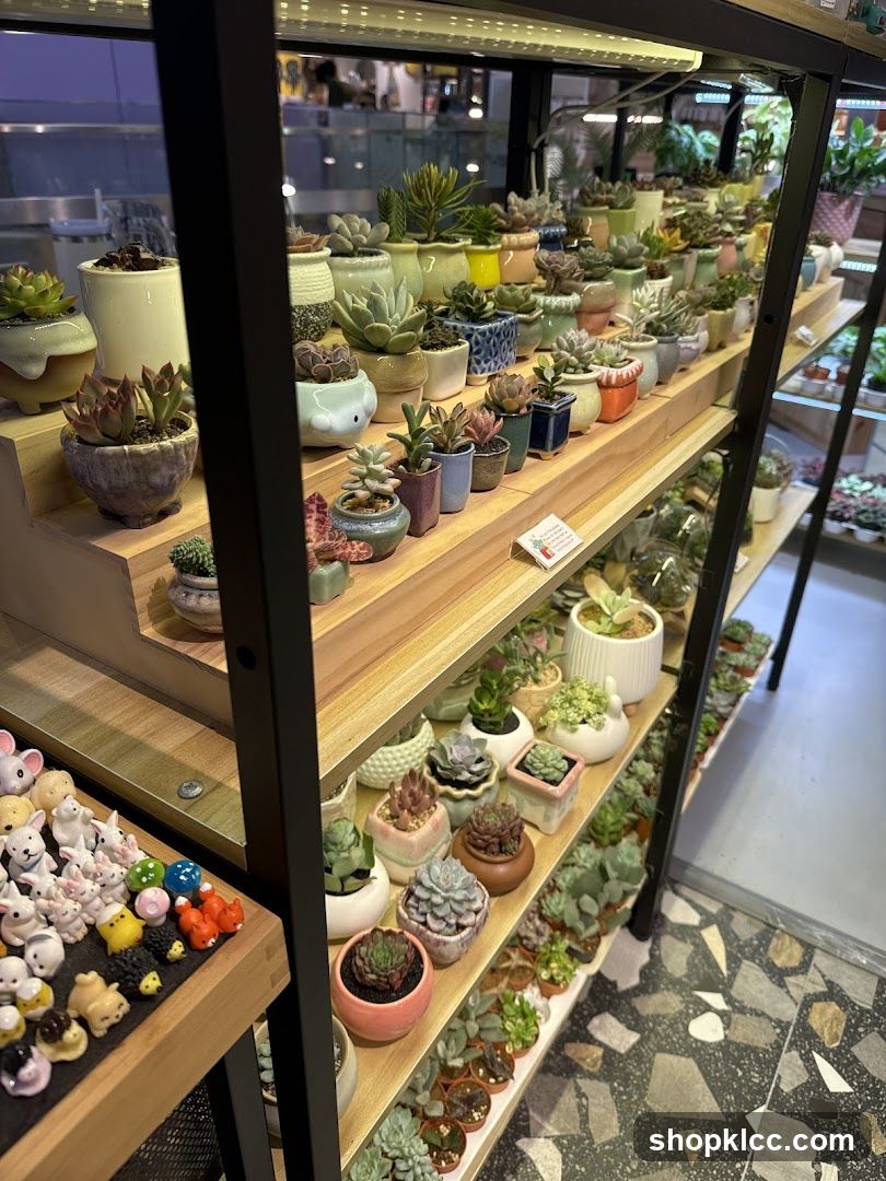 Succulent Plant Display Shelf