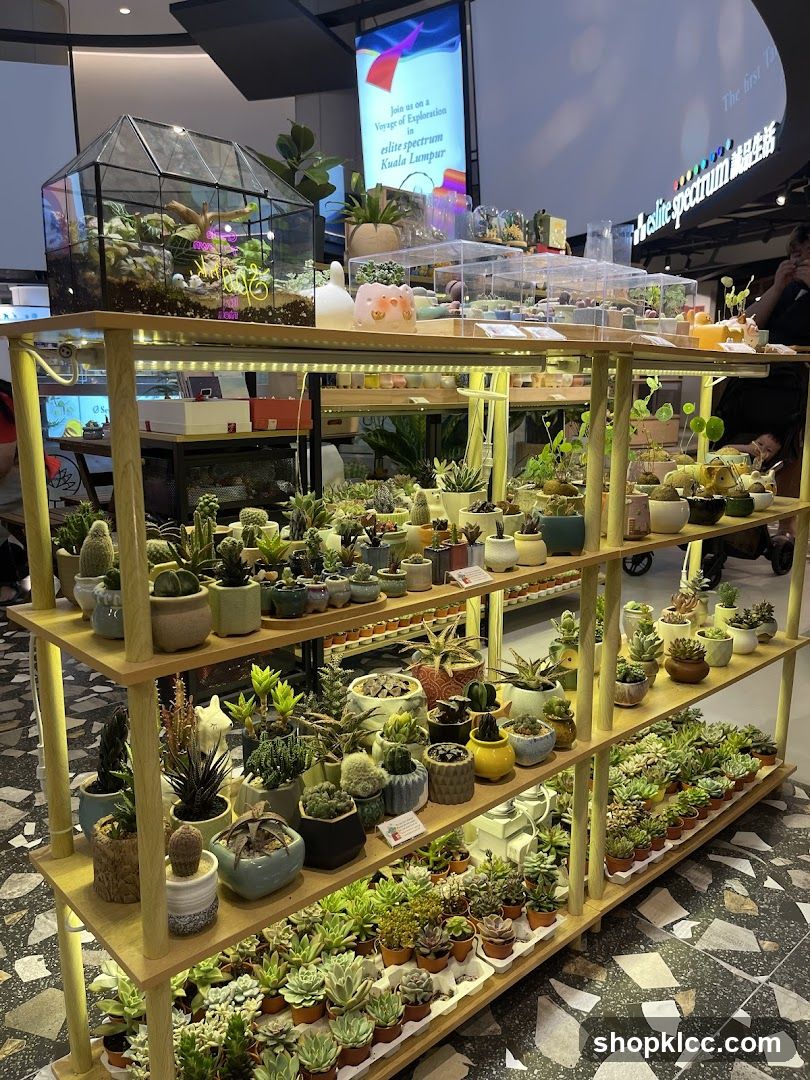 Indoor Plant Display