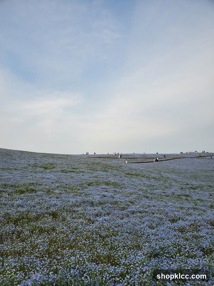 Blue Flower Field with People