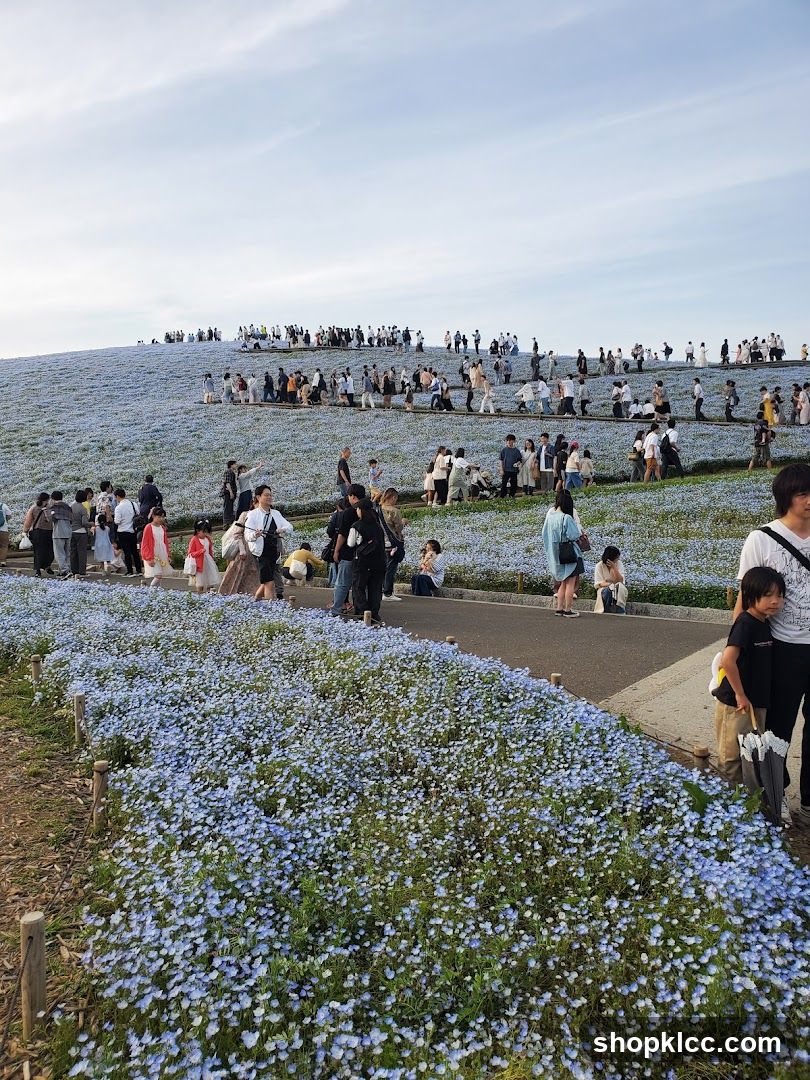 Flower Field Crowd Scene