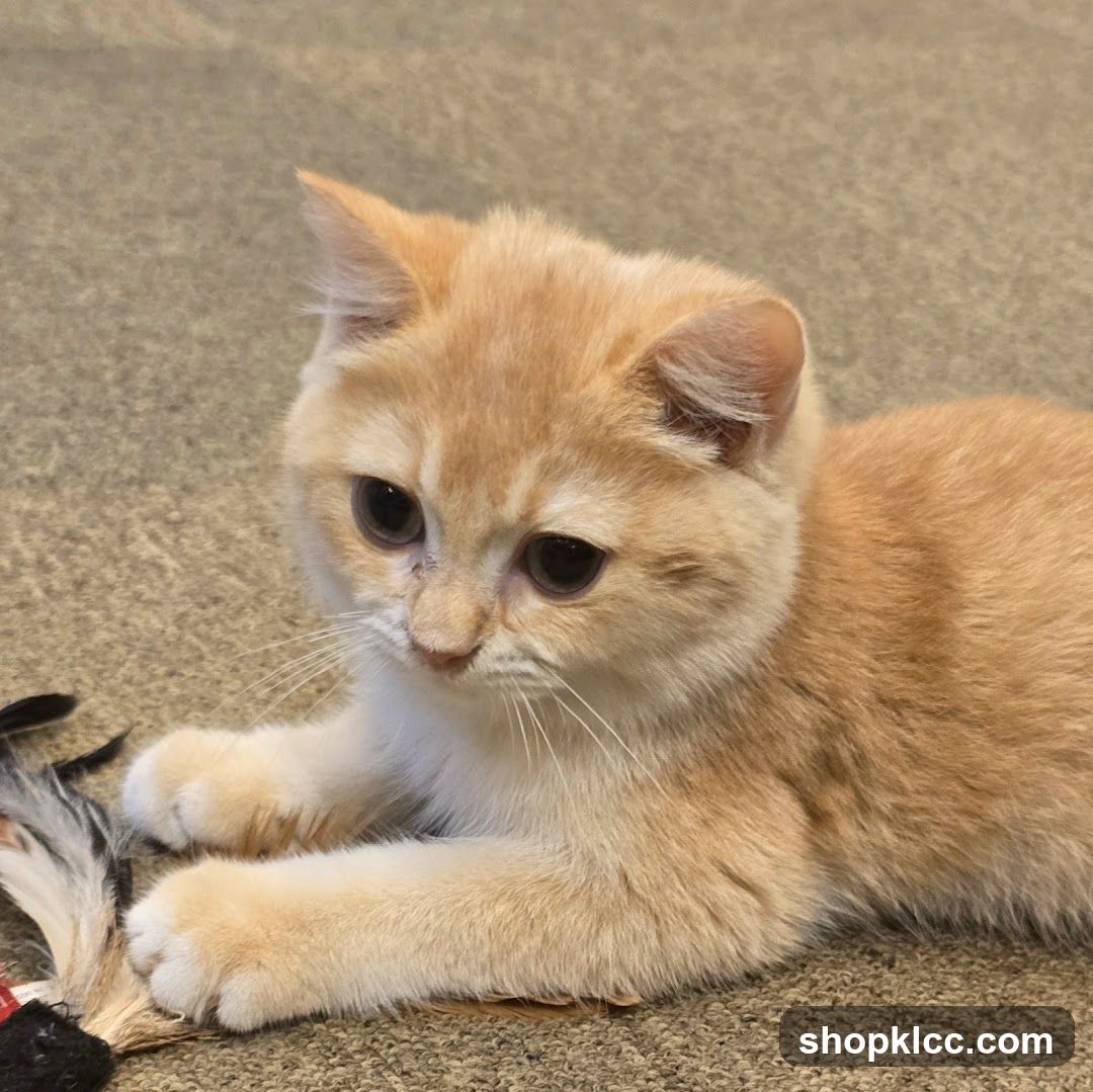 Orange kitten with toy