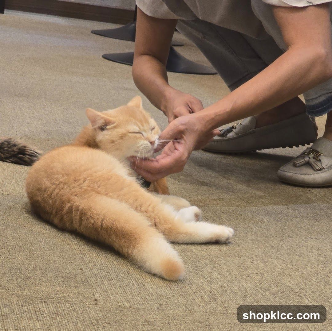 Cat Being Fed by Person Indoors