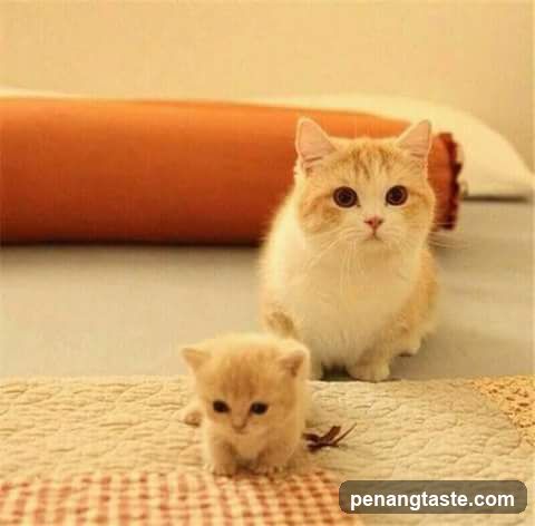 Two Cats on a Bed