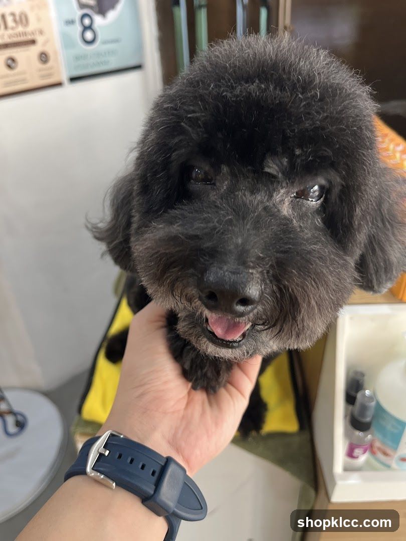 Groomed Black Dog