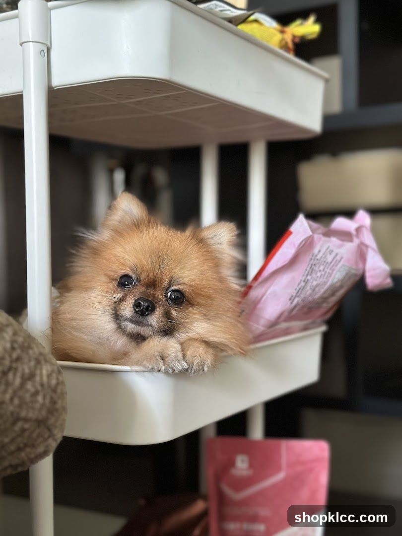 Pomeranian Dog on a Shelf