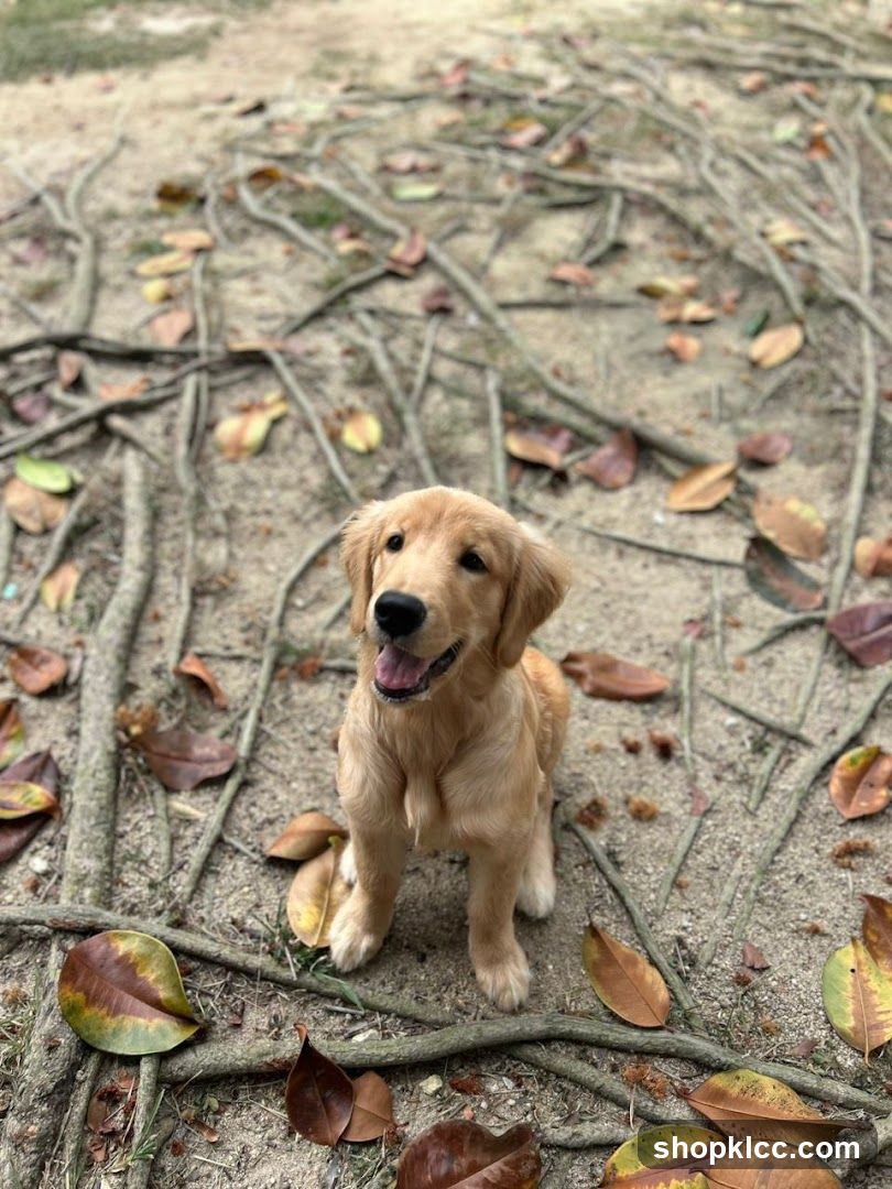 Golden Retriever Puppy Outdoors