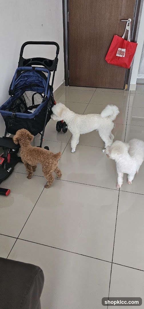 Three dogs near a stroller