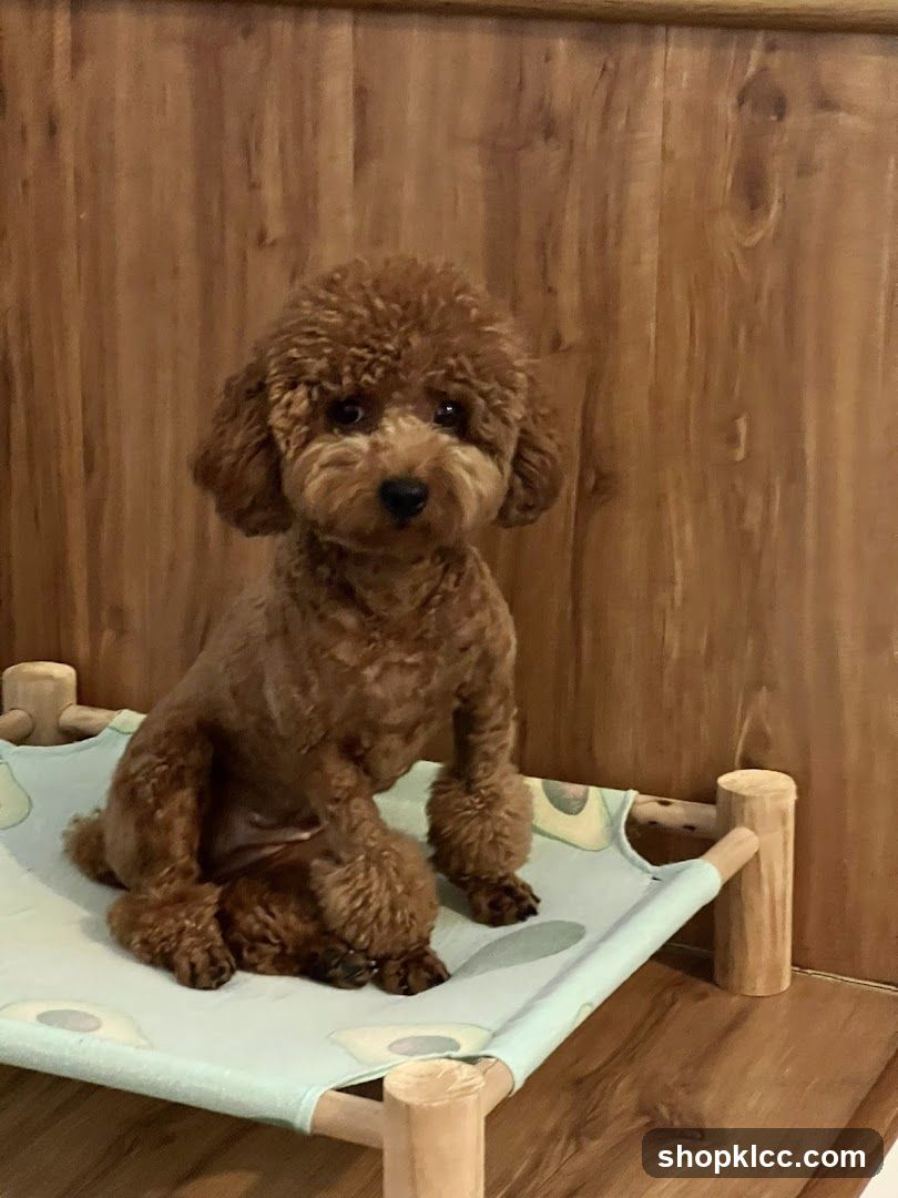 Poodle on a Pet Bed