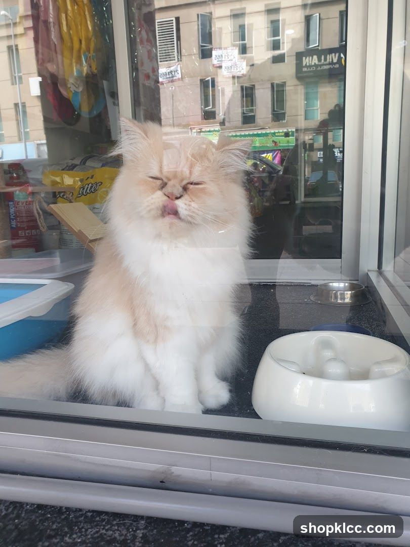 Cat in a pet store window