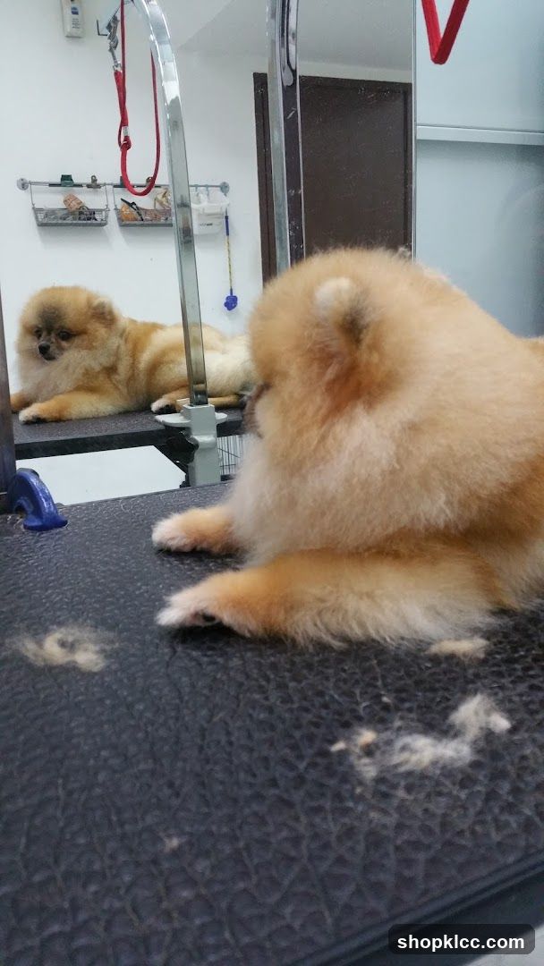Pomeranian dog looking in mirror