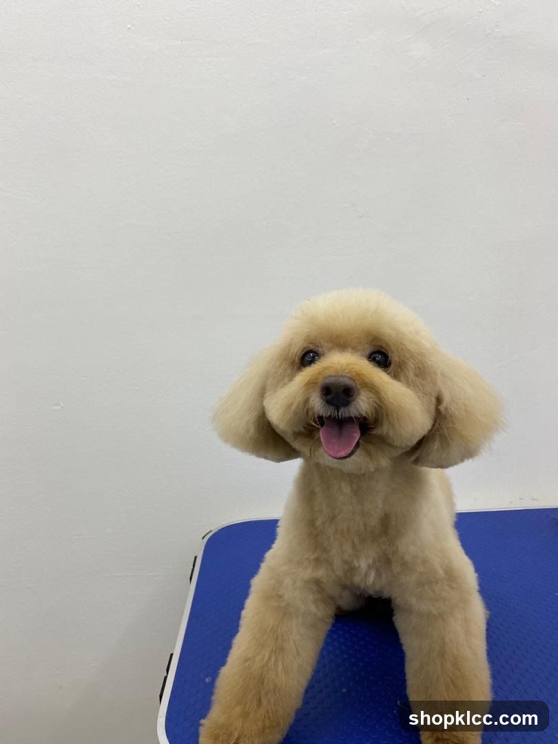 Groomed Poodle on Blue Table