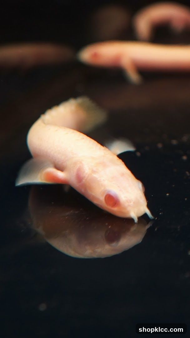 Nms Aquatics