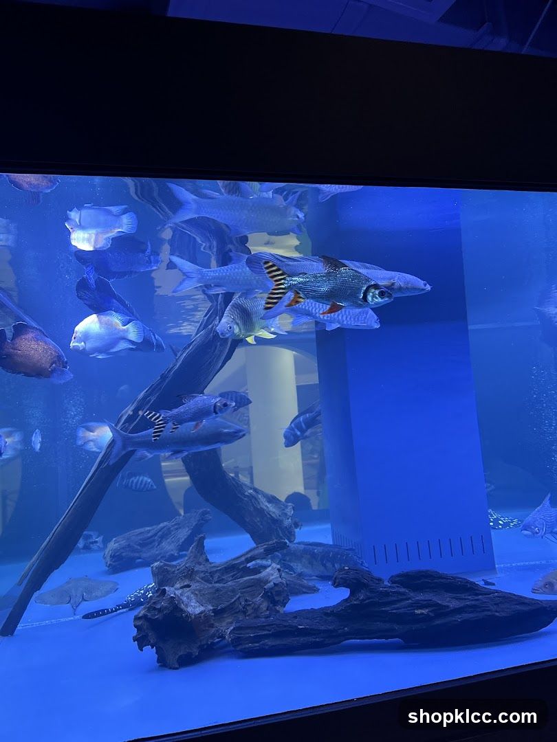 Nms Aquatics