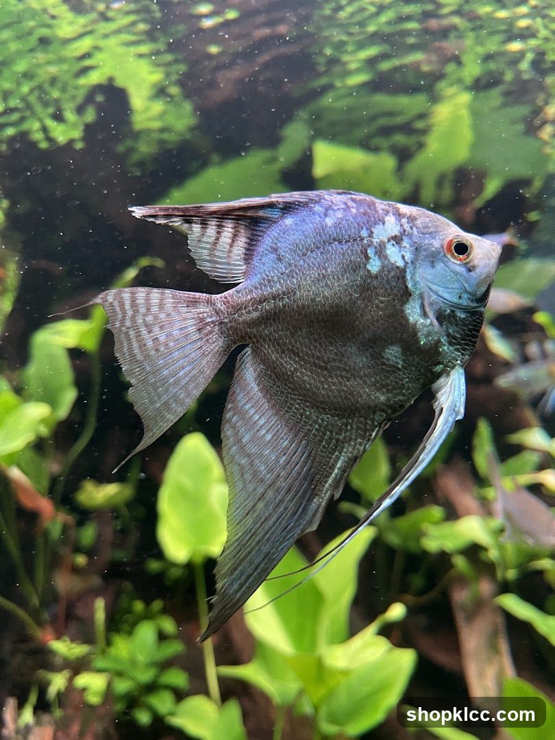 Angelfish in Aquarium