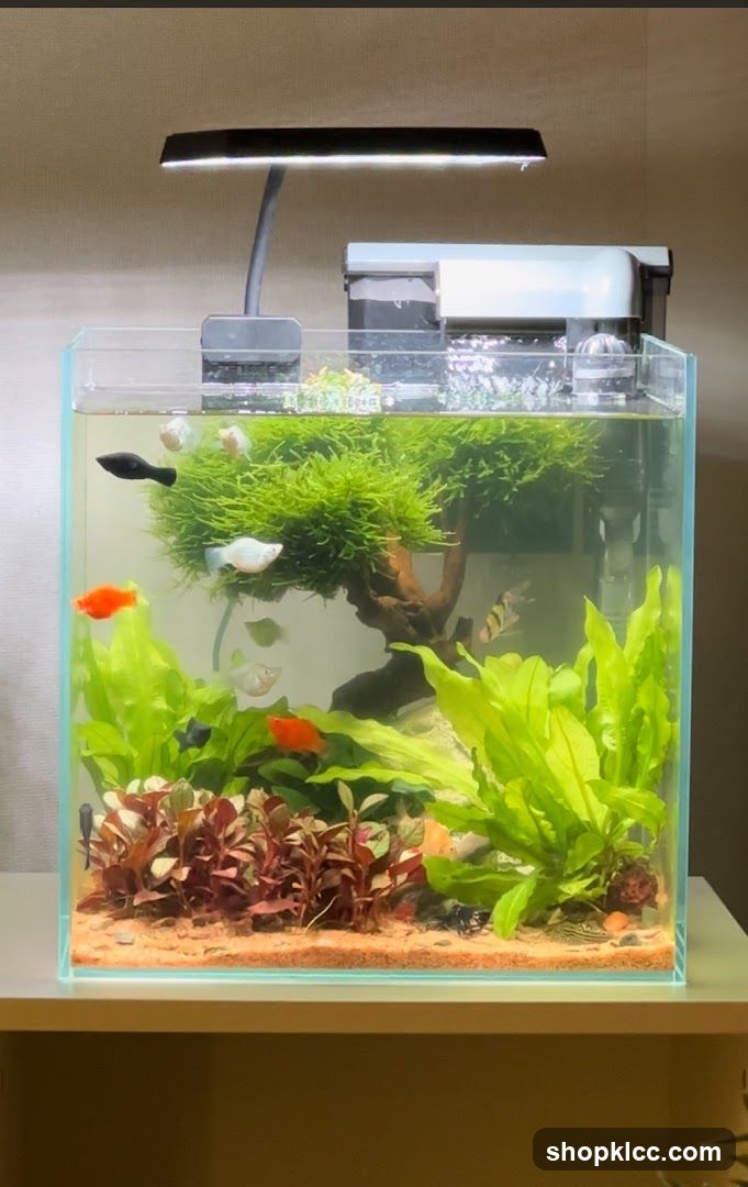 Aquarium Setup