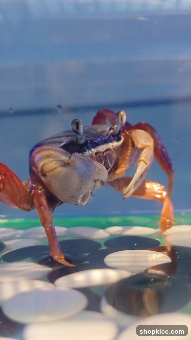 Crab in Aquarium