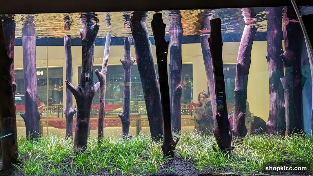 Underwater Forest Display