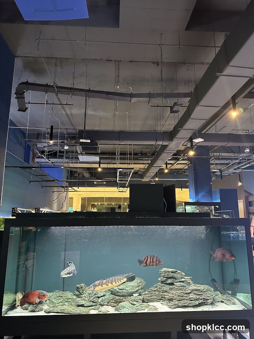 Aquarium Display Tank