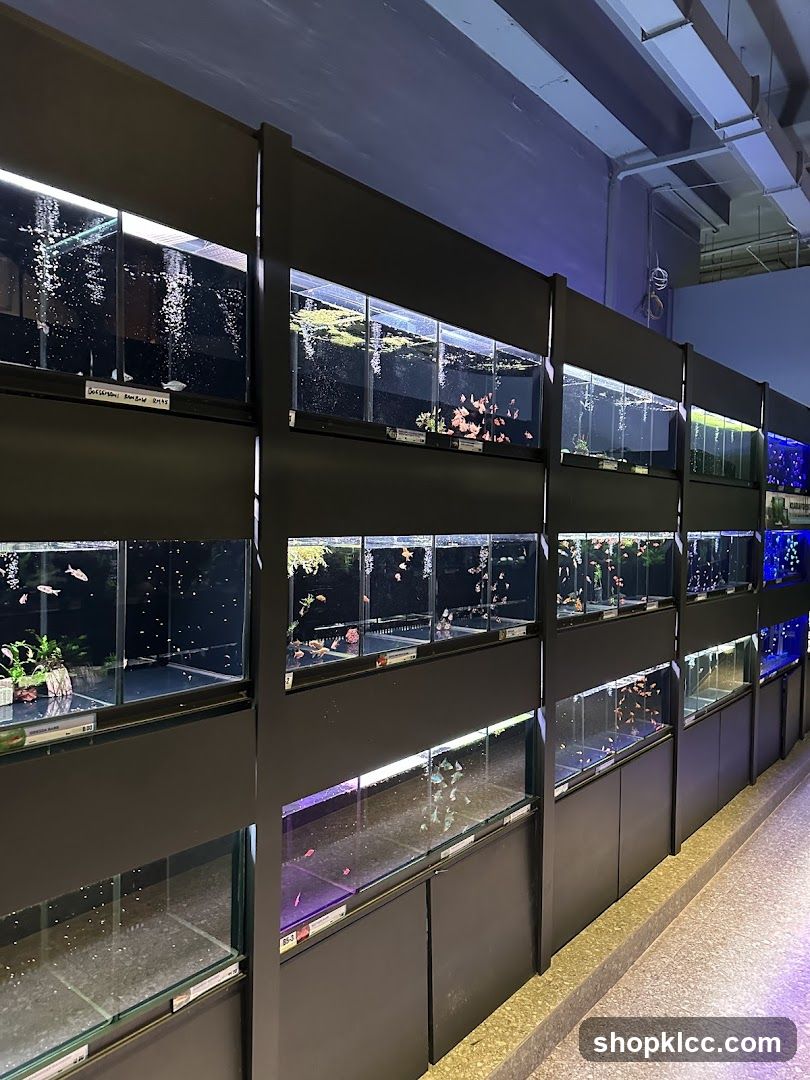 Aquarium Display Tanks